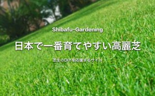 バミューダグラス 世界で最も使われている暖地型西洋芝 芝生のdiyなら芝生ガーデニング