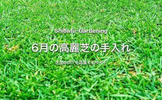 8月の高麗芝の手入れ 芝生のdiyなら芝生ガーデニング