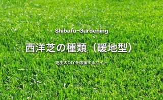 バミューダグラス 世界で最も使われている暖地型西洋芝 芝生のdiyなら芝生ガーデニング