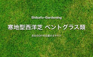 バミューダグラス 世界で最も使われている暖地型西洋芝 芝生のdiyなら芝生ガーデニング