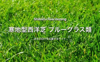 バミューダグラス 世界で最も使われている暖地型西洋芝 芝生のdiyなら芝生ガーデニング