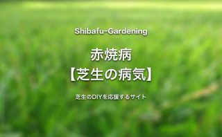 春はげ症 芝生の病気 芝生のdiyなら芝生ガーデニング