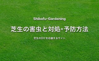 芝生が枯れる原因と再生する方法 芝生のdiyなら芝生ガーデニング