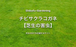 スジキリヨトウ 芝生の害虫 芝生のdiyなら芝生ガーデニング