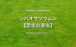 芝生の害虫と対処 予防方法 芝生のdiyなら芝生ガーデニング