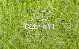 芝生の雑草と効率的な除草方法 芝生のdiyなら芝生ガーデニング