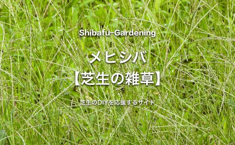 芝生に生える雑草図鑑の記事一覧 芝生のdiyなら芝生ガーデニング