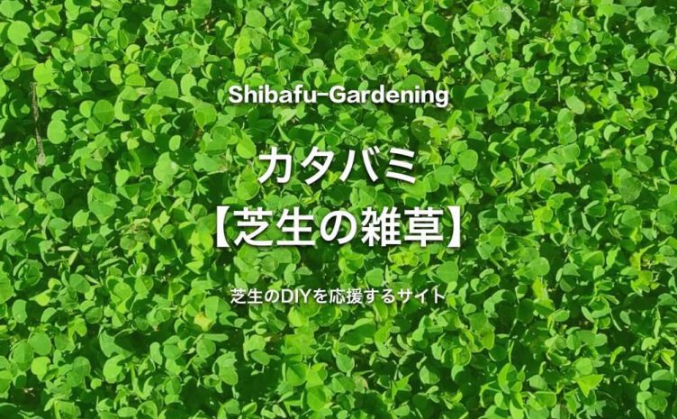 芝生に生える雑草図鑑の記事一覧 芝生のdiyなら芝生ガーデニング