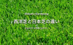 西洋芝と日本芝の違い 芝生のdiyなら芝生ガーデニング
