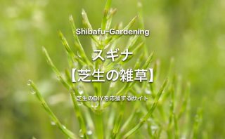 メヒシバ 芝生に生える雑草 芝生のdiyなら芝生ガーデニング